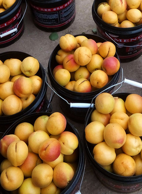 陕西杏子新鲜水果5斤装当季整箱大黄杏脆杏青杏酸甜孕妇时令水果