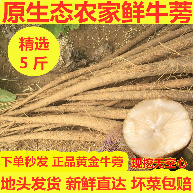 22年现挖牛蒡新鲜根生鲜徐州农产品蔬菜茶原料5斤非山东牛旁榜膀