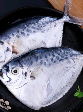 20斤/箱毛重刀鲳鱼（约45条）银鲳鱼眼镜鱼冷冻冰鲜海鱼扁刀海鲜
