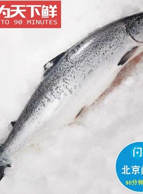 整条冰鲜三文鱼 13斤1条 可分割 挪威进口 新鲜刺身 绝非冻鲜