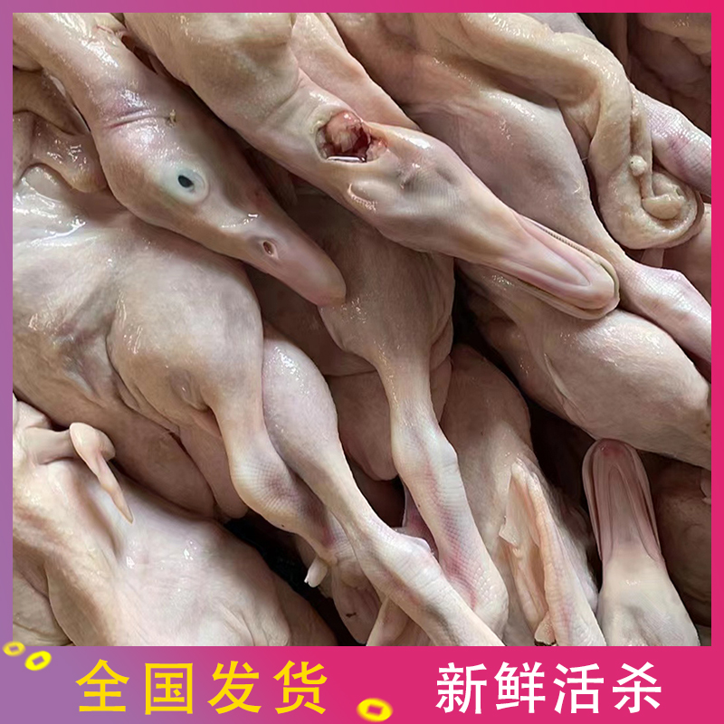 广东新鲜乳鸭妙龄鸭bb鸭光鸭BB鸭仔现杀冷冻烤乳鸭肉0.8-1.1斤