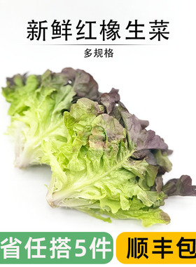 新鲜红橡叶生菜 红叶生菜 健身轻食沙拉菜 西餐食材清洗即食蔬菜