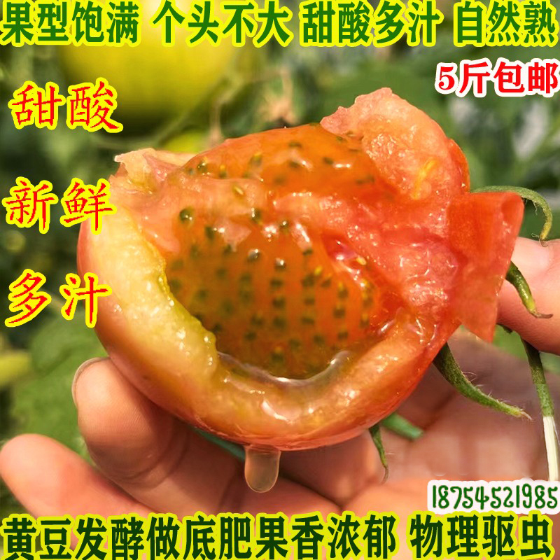 正宗自然熟海阳戴安娜草莓水果铁皮口感西红柿子酸甜番茄现摘顺丰