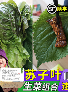 新鲜苏子叶新鲜烤肉叶绿紫苏叶鲜生菜叶韩国生菜食用蔬菜包肉包饭