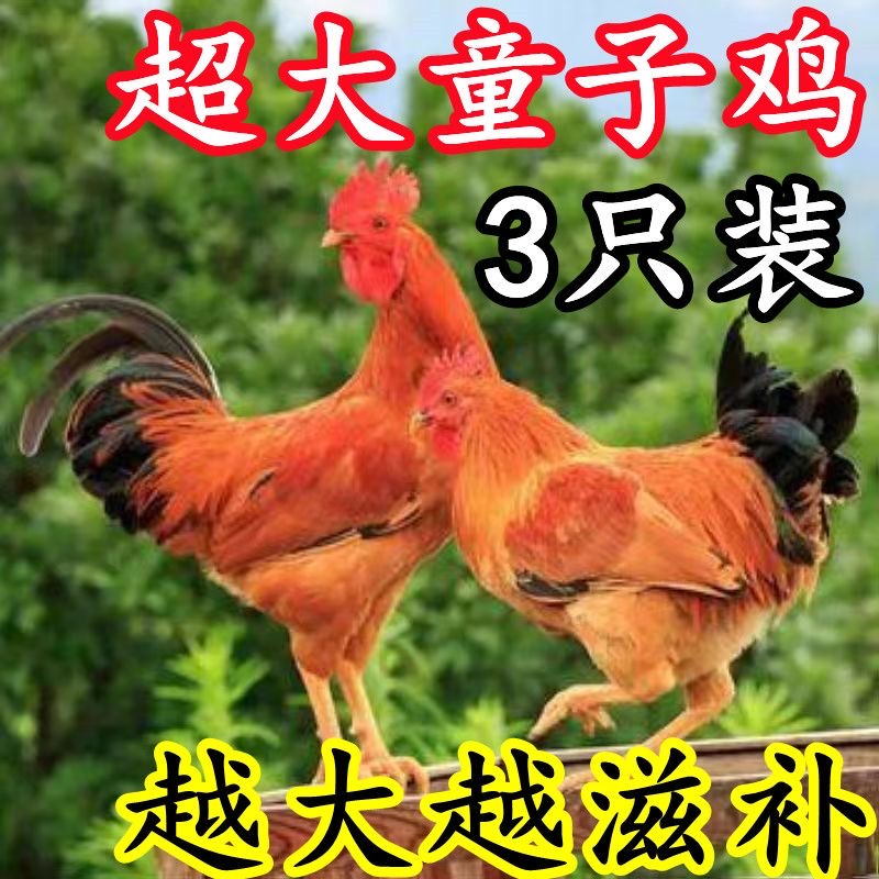 蛋鲜森谷饲无抗无激素童子鸡900g±50g/只清蒸烤鸡土鸡走地鸡整鸡