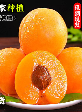 现货陕西大黄杏新鲜水果5斤当季特大巨蜜金太阳杏子酸甜杏子整箱