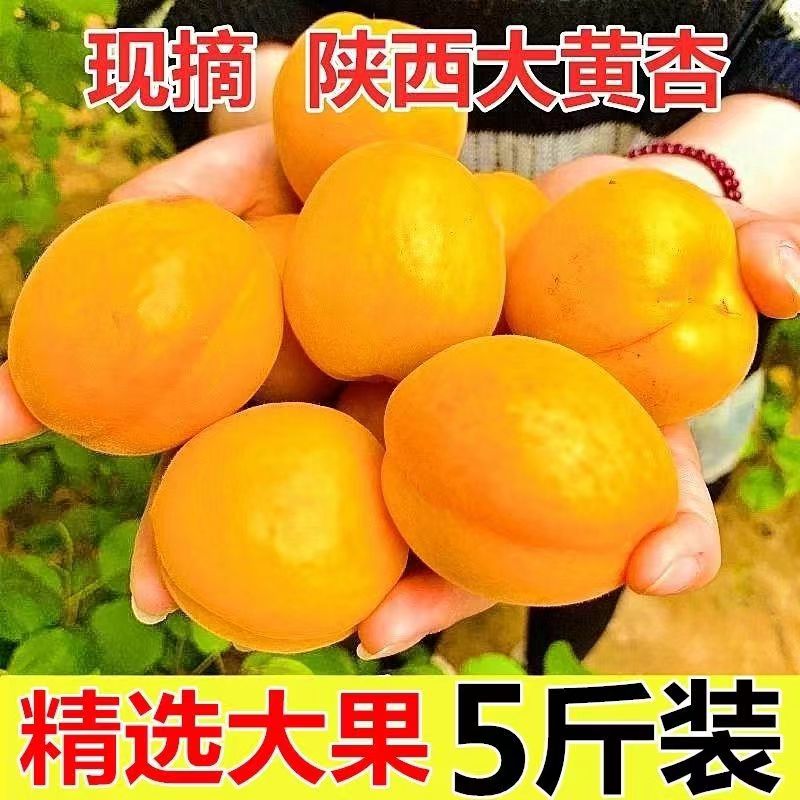 【头茬】大黄杏酸甜正宗金太阳微黄红梅杏子新鲜水果应季酸甜整箱