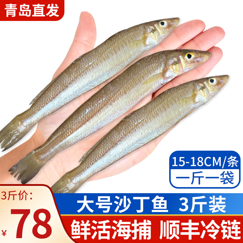 青岛海捕新鲜沙丁鱼大号15-18cm/条3斤装海鲜水产品