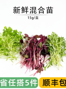 新鲜混合芽苗菜 可食用沙拉微型蔬菜 西餐酒店摆盘装饰点缀花草