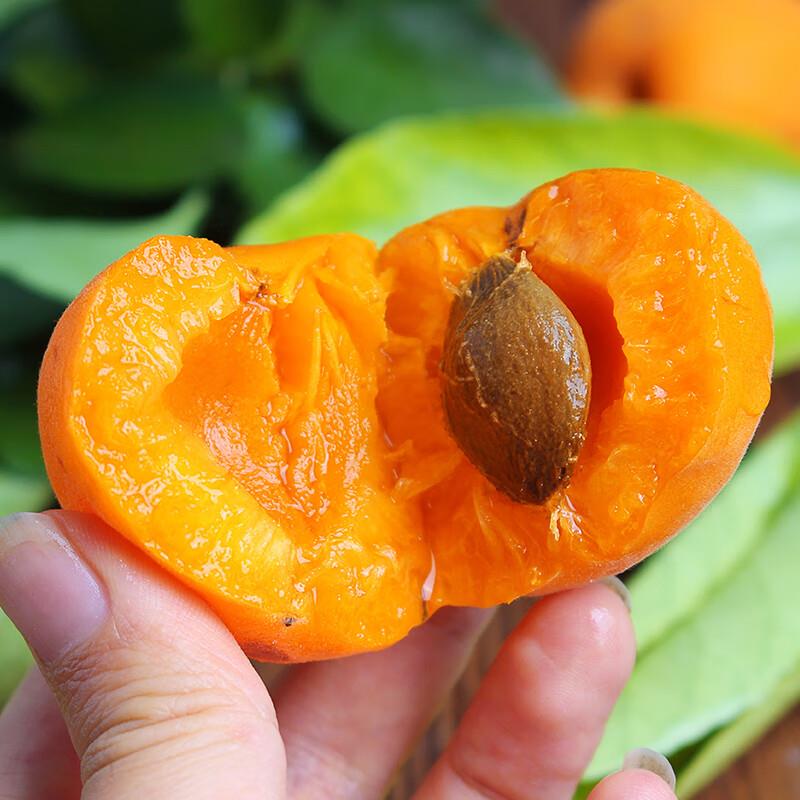 新鲜山西大黄杏头茬3斤包邮酸甜凯特金太阳杏子现摘水果孕妇生鲜