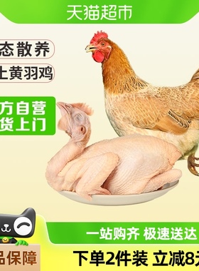 温氏三黄鸡散养土鸡800g谷物喂养走地鸡慢养正宗土鸡肉生鲜食品
