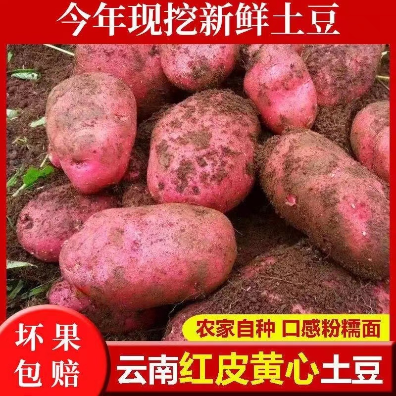 2024年云南高山马铃薯新鲜中号红皮黄心土豆10斤包邮农家洋芋蔬菜