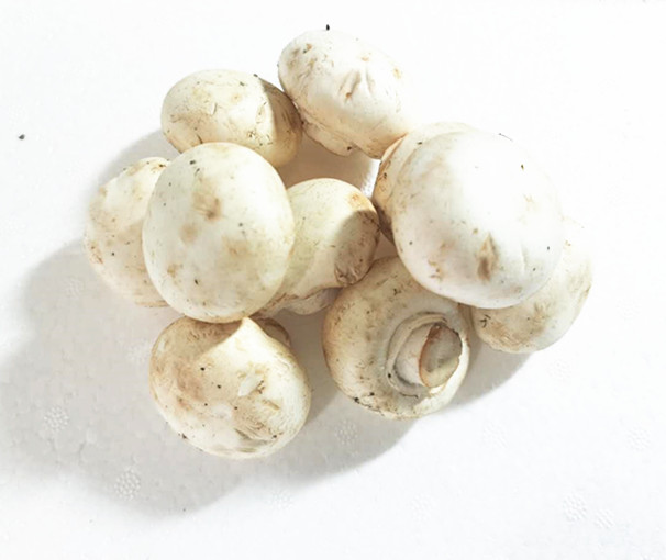 新鲜口蘑  新鲜菌菇 250g 没有水洗 干口蘑 只发北京