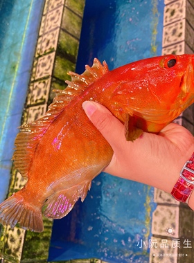 上海闪送鲜活红丁鱼 玫瑰鱼一斤红石斑鱼东兴斑 深海鱼 称重改价