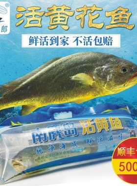 南麂岛新鲜黄花鱼海捕生鲜水产黄鱼海鲜礼品活鱼特产鲜活大黄花鱼