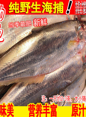 新鲜野生白鳞鱼鳓鱼深海冰鲜力鱼生鲜海鲜码头直发一斤2-3条左右