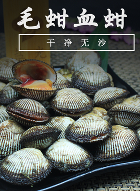 血蚶500g毛蚶鲜活毛蛤蜊海鲜生鲜 鲜活水产新鲜大连无沙贝壳