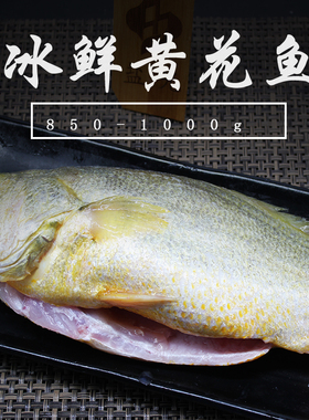 黄花鱼850-1000G/只盐光海鲜冰鲜野生 烧烤 鲜嫩香