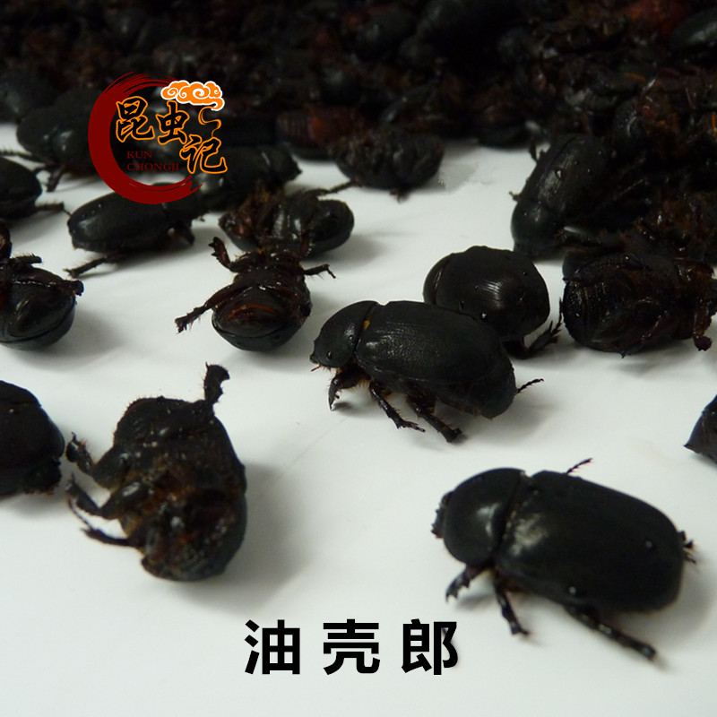 新鲜油壳郎牛克郎食用昆虫记大金龟子生鲜冷冻发货500克