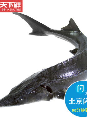 1.8-2斤1条 北京闪送 鲜活鲟龙鱼 鲟鱼活体淡水新鲜水产 食用鲟鱼