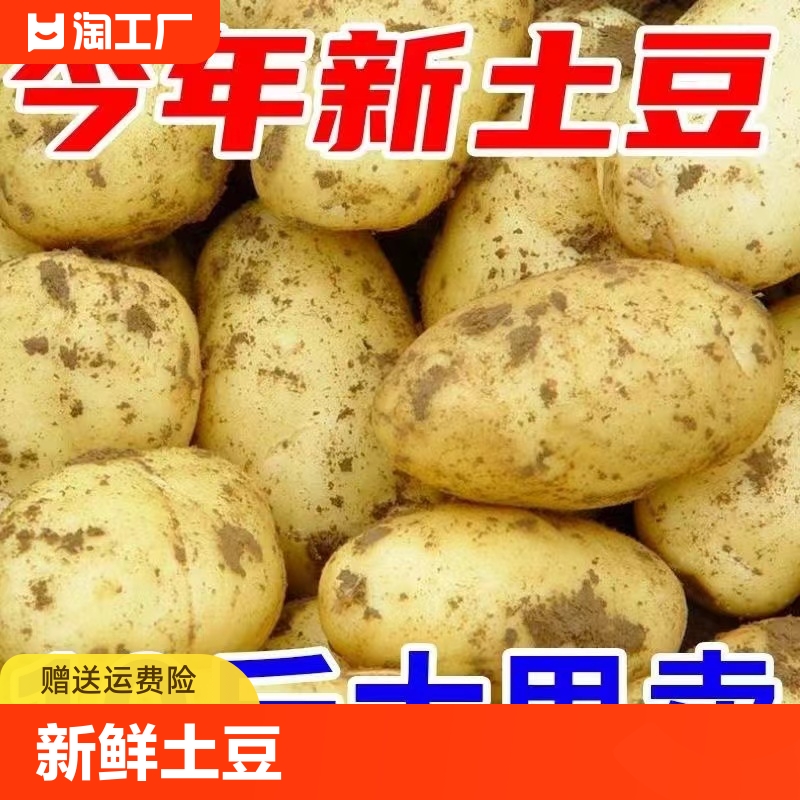 新鲜黄皮土豆高山黄心洋芋大马铃薯沙面土豆中大果