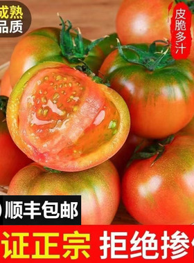 正宗丹东草莓柿子5斤西红柿新鲜碱地铁皮柿子自然熟生吃水果番茄
