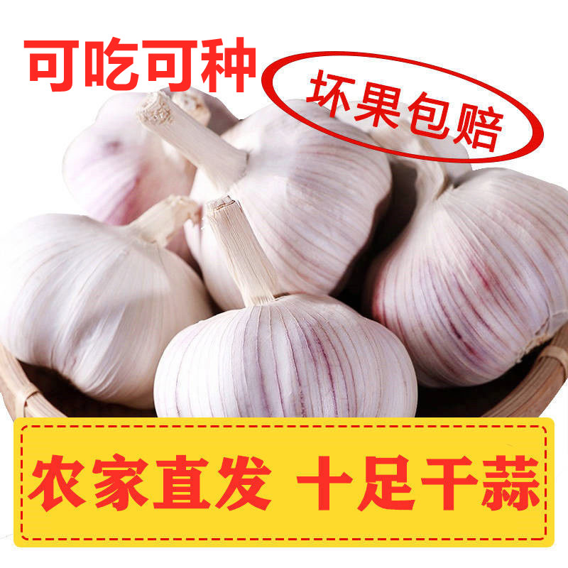 新干蒜5斤大蒜头种籽干大蒜种子河南批发新鲜蔬菜2/3/10斤紫皮蒜
