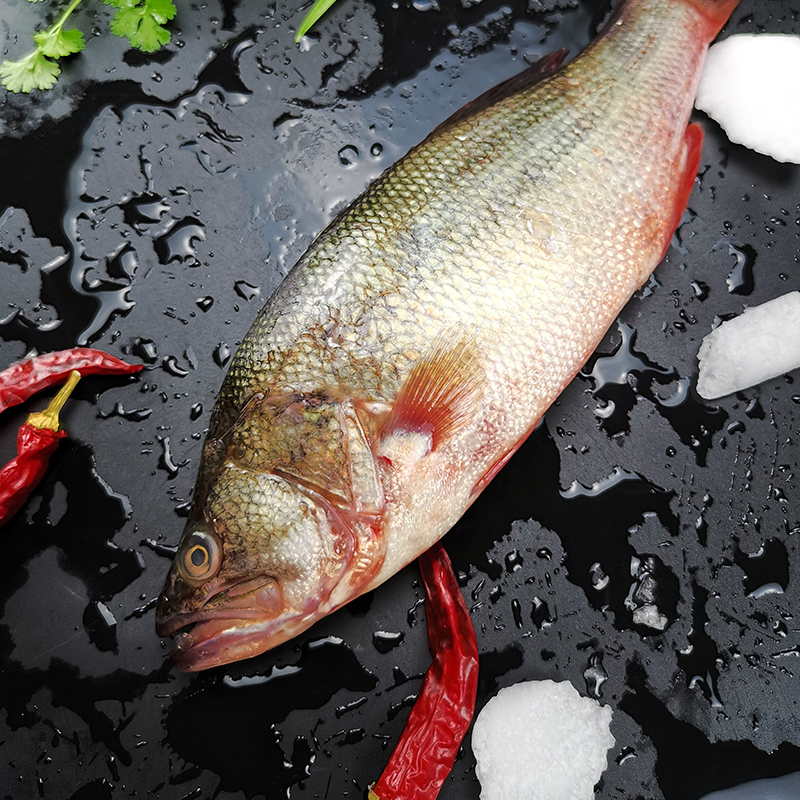 生态淡水鱼鲜活现杀淡水鲈鱼新鲜冰冻每条约500g生鲜水产非海鲈鱼