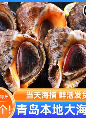 青岛大海螺鲜活响螺新鲜大号贝壳类青岛海鲜特产生鲜水产大花螺