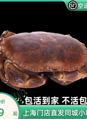 面包蟹包活到家满膏蟹母蟹膏蟹海鲜水产进口海蟹活蟹鲜活海产生鲜