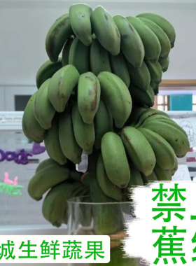 整株带杆桌面水培香蕉绿植可观赏拒绝焦虑禁止蕉绿小米蕉可以食用
