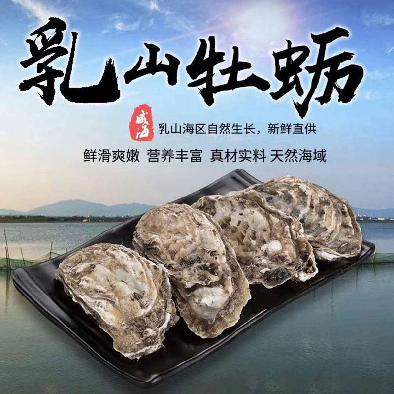 乳山生蚝牡蛎3-4只/500g  京津冀5斤包邮