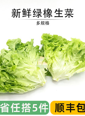 新鲜绿橡叶生菜清洗即食绿叶菜西餐沙拉色拉食材健身轻食凉拌蔬菜