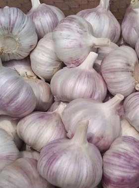 23年新干蒜2/3/5斤大蒜头河南杞县农家自种紫白皮大蒜可做腊八蒜