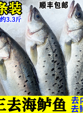 3条装海鲈鱼已去内脏新鲜冷冻大鲈鱼鲜活冰冻海鱼活体现杀约3.3斤