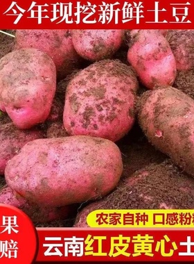 2024年云南高山马铃薯新鲜中号红皮黄心土豆10斤包邮农家洋芋蔬菜