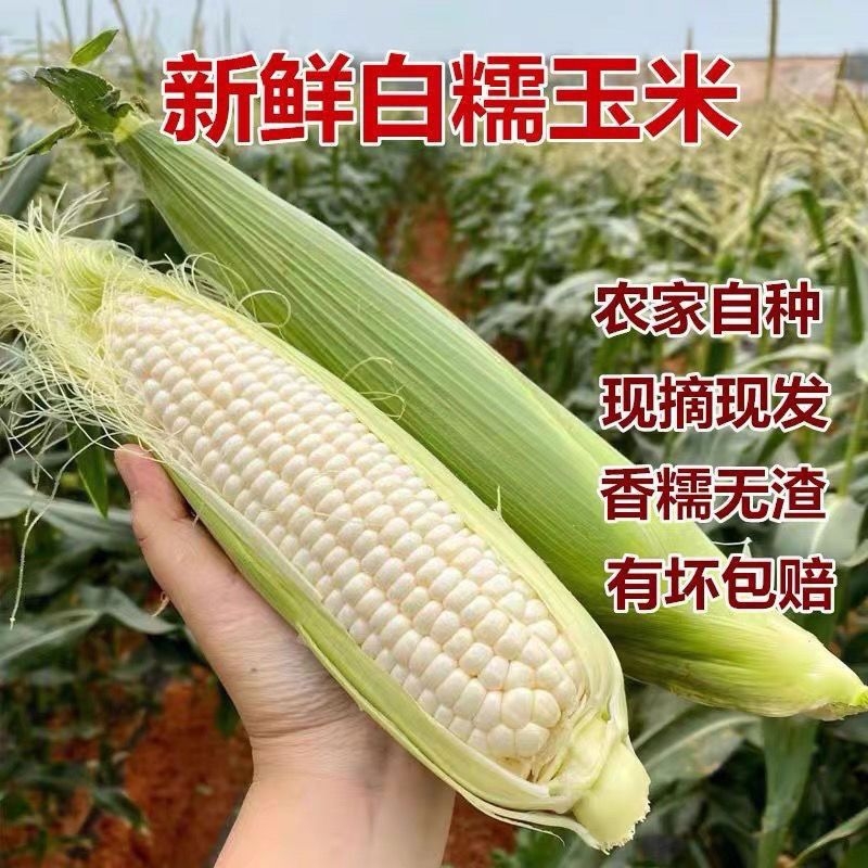 广西农家新鲜白糯玉米10斤现摘粘玉米棒嫩黏玉米包谷2斤包邮特产