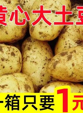 【一降到底】2024新土豆10斤/ 5斤装马铃薯黄心土豆精品土豆包邮