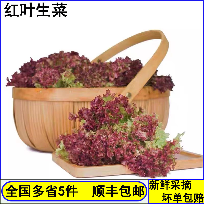 红新款云南省新鲜蔬菜配罗莎红沙拉生吃食材西餐即食500g紫叶生菜