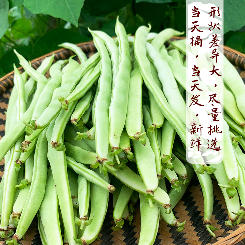 太朴有机会新鲜四季豆贵州时蔬生鲜芸豆嫩豆角扁豆传统农耕农家菜