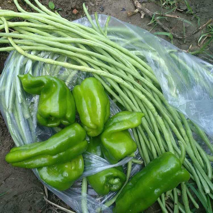 新鲜农产品生鲜蔬菜 豇豆长豆角 蛇豆角1500g农家肥种植包邮特惠
