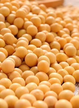 优质新黄豆10斤非转基因黄豆新豆发芽生豆芽打豆浆专用大豆农家种