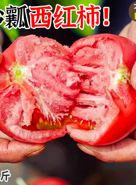 山东正宗普罗旺斯西红柿5斤新鲜生吃水果露天沙瓤番茄自然熟整箱9