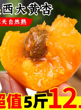 陕西金太阳大黄杏5斤应当季孕妇酸杏包邮青杏子甜杏新鲜水果整箱3