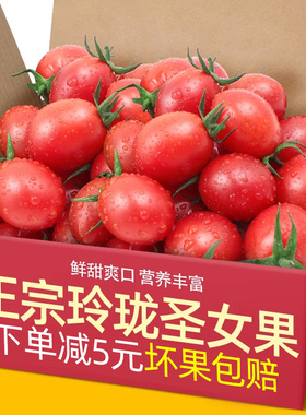 现摘农家玲珑圣女果5斤小番茄新鲜水果蔬菜当季时令整箱小西红柿