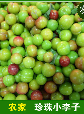 云南特产新鲜水果 珍珠李子 青李子酸酸的水果农家李子红绿搭配
