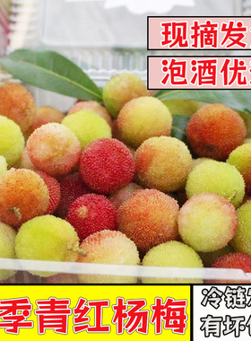 云南贵州杨梅新鲜野生青红果山杨梅泡酒专用当季鲜果酸果孕妇水果