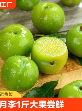 广东三月李1斤大果尝鲜水果现摘酸珍珠李子当季包邮