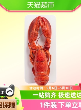 喵满分熟冻波士顿龙虾2只装（400-450g/只）海鲜水产