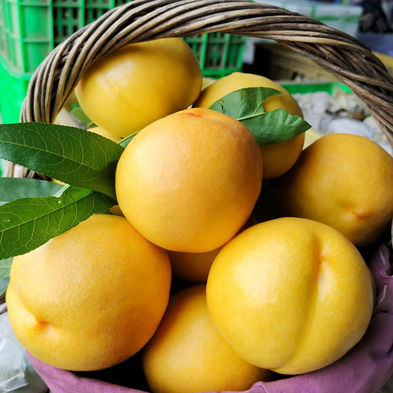 黄油桃新鲜5斤现摘黄桃香甜东戴河杏梅应季鲜果孕妇水果黄金油桃